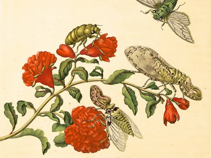Kolorierter Kupferstich mit einem Zweig mit roten Blüten und vier Insekten, die auf den Blüten sitzen oder sich ihnen nähern.