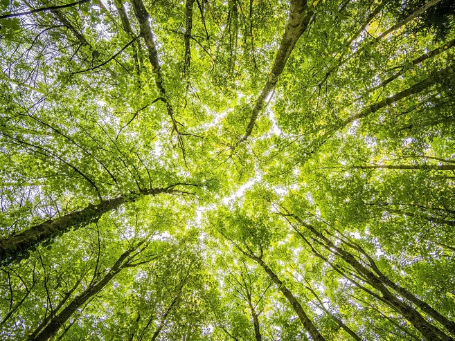 Blick von unten in einen grünen Wald mit hohen Bäumen, durch deren Kronen Sonnenlicht hell hindurchscheint.