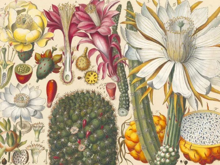 Kolorierte botanische Darstellung verschiedener Kakteenarten mit Blüten, Früchten, Querschnitten und Details einzelner Pflanzenteile