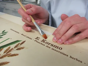 Hand hält einen Pinsel und repariert einen Riss im Papier einer botanischen Tafel.