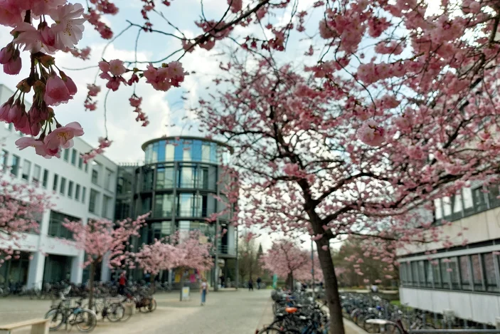 Kirschblüte auf dem Campus