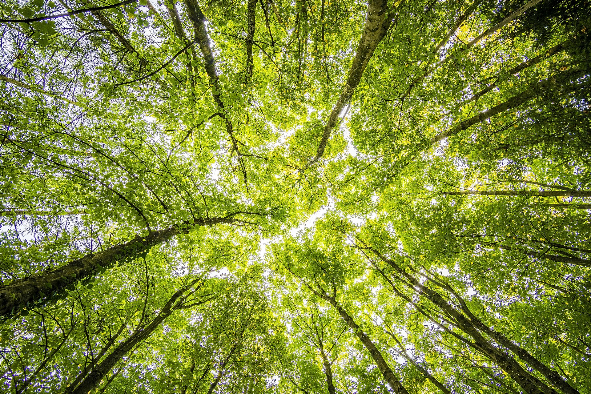 Blick von unten in einen grünen Wald mit hohen Bäumen, durch deren Kronen Sonnenlicht hell hindurchscheint.